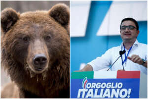 Quando Maurizio Fugatti organizzò un banchetto di carne d’orso: la festa della Lega con il piatto speciale