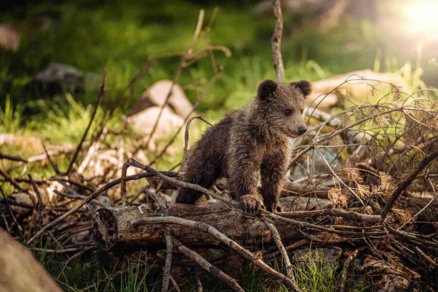 Orsa Jj4 e i suoi cuccioli, catturata in Trentino aspetta la decisione sull’abbattimento: i piccoli sopravviveranno? Orsa Jj4 e i suoi cuccioli, catturata in Trentino aspetta la decisione sull’abbattimento: i piccoli sopravviveranno?